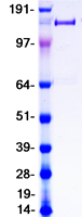 PLA2R / PLA2R1 Protein - Purified recombinant protein PLA2R1 was analyzed by SDS-PAGE gel and Coomassie Blue Staining