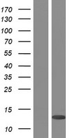 PLAC8 Protein - Western validation with an anti-DDK antibody * L: Control HEK293 lysate R: Over-expression lysate