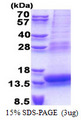 PLAC8 Protein