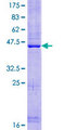 PLAC8L1 Protein - 12.5% SDS-PAGE of human PLAC8L1 stained with Coomassie Blue
