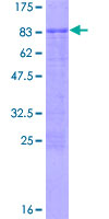 PLAGL2 Protein - 12.5% SDS-PAGE of human PLAGL2 stained with Coomassie Blue