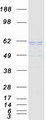 PLAP / Alkaline Phosphatase Protein - Purified recombinant protein ALPP was analyzed by SDS-PAGE gel and Coomassie Blue Staining