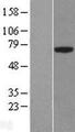 PLBD1 Protein - Western validation with an anti-DDK antibody * L: Control HEK293 lysate R: Over-expression lysate