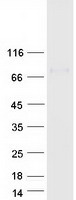 PLBD1 Protein - Purified recombinant protein PLBD1 was analyzed by SDS-PAGE gel and Coomassie Blue Staining