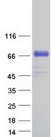 PLBD2 Protein - Purified recombinant protein PLBD2 was analyzed by SDS-PAGE gel and Coomassie Blue Staining