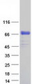 PLBD2 Protein - Purified recombinant protein PLBD2 was analyzed by SDS-PAGE gel and Coomassie Blue Staining