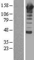 PLCB1 / Phospholipase C Beta 1 Protein - Western validation with an anti-DDK antibody * L: Control HEK293 lysate R: Over-expression lysate