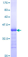 PLCB1 / Phospholipase C Beta 1 Protein - 12.5% SDS-PAGE Stained with Coomassie Blue.