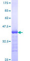 PLCB1 / Phospholipase C Beta 1 Protein - 12.5% SDS-PAGE Stained with Coomassie Blue.