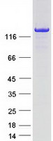 PLCB1 / Phospholipase C Beta 1 Protein - Purified recombinant protein PLCB1 was analyzed by SDS-PAGE gel and Coomassie Blue Staining