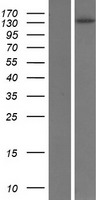 PLCB4 Protein - Western validation with an anti-DDK antibody * L: Control HEK293 lysate R: Over-expression lysate
