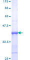 PLCD1 Protein - 12.5% SDS-PAGE Stained with Coomassie Blue.