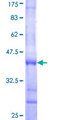 PLCD3 Protein - 12.5% SDS-PAGE Stained with Coomassie Blue.