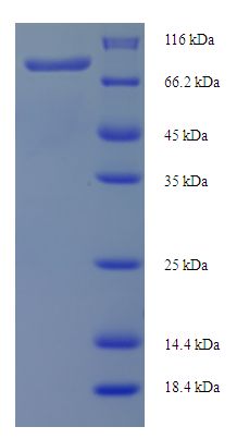PLCD4 Protein