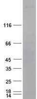 PLCE1 Protein - Purified recombinant protein PLCE1 was analyzed by SDS-PAGE gel and Coomassie Blue Staining