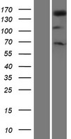 PLCG1 Protein - Western validation with an anti-DDK antibody * L: Control HEK293 lysate R: Over-expression lysate