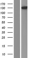PLCL1 Protein - Western validation with an anti-DDK antibody * L: Control HEK293 lysate R: Over-expression lysate