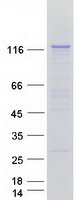 PLCL2 Protein - Purified recombinant protein PLCL2 was analyzed by SDS-PAGE gel and Coomassie Blue Staining