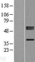 PLCXD1 Protein - Western validation with an anti-DDK antibody * L: Control HEK293 lysate R: Over-expression lysate