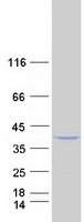 PLCXD1 Protein - Purified recombinant protein PLCXD1 was analyzed by SDS-PAGE gel and Coomassie Blue Staining