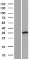 PLCXD3 Protein - Western validation with an anti-DDK antibody * L: Control HEK293 lysate R: Over-expression lysate