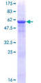 PLCXD3 Protein - 12.5% SDS-PAGE of human PLCXD3 stained with Coomassie Blue