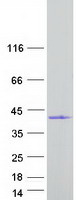 PLCXD3 Protein - Purified recombinant protein PLCXD3 was analyzed by SDS-PAGE gel and Coomassie Blue Staining