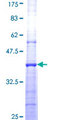 PLD2 / Phospholipase D2 Protein - 12.5% SDS-PAGE Stained with Coomassie Blue.