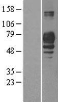 PLD3 / Phospholipase D3 Protein - Western validation with an anti-DDK antibody * L: Control HEK293 lysate R: Over-expression lysate