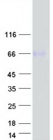 PLD3 / Phospholipase D3 Protein - Purified recombinant protein PLD3 was analyzed by SDS-PAGE gel and Coomassie Blue Staining