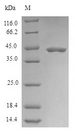 PLD6 / Phospholipase D6 Protein - (Tris-Glycine gel) Discontinuous SDS-PAGE (reduced) with 5% enrichment gel and 15% separation gel.