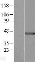 PLEK / Pleckstrin Protein - Western validation with an anti-DDK antibody * L: Control HEK293 lysate R: Over-expression lysate