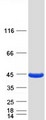 PLEK / Pleckstrin Protein - Purified recombinant protein PLEK was analyzed by SDS-PAGE gel and Coomassie Blue Staining
