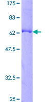 PLEK2 Protein - 12.5% SDS-PAGE of human PLEK2 stained with Coomassie Blue