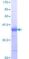 PLEK2 Protein - 12.5% SDS-PAGE Stained with Coomassie Blue.