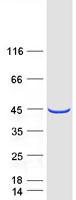 PLEK2 Protein - Purified recombinant protein PLEK2 was analyzed by SDS-PAGE gel and Coomassie Blue Staining
