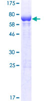 PLEKHA1 Protein - 12.5% SDS-PAGE of human PLEKHA1 stained with Coomassie Blue