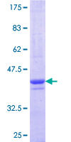 PLEKHA1 Protein - 12.5% SDS-PAGE Stained with Coomassie Blue.