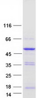 PLEKHA1 Protein - Purified recombinant protein PLEKHA1 was analyzed by SDS-PAGE gel and Coomassie Blue Staining