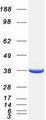PLEKHA3 Protein - Purified recombinant protein PLEKHA3 was analyzed by SDS-PAGE gel and Coomassie Blue Staining
