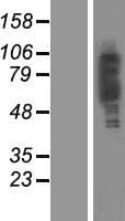 PLEKHA4 Protein - Western validation with an anti-DDK antibody * L: Control HEK293 lysate R: Over-expression lysate