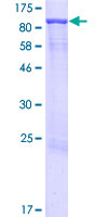 PLEKHA4 Protein - 12.5% SDS-PAGE of human PLEKHA4 stained with Coomassie Blue