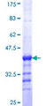 PLEKHA4 Protein - 12.5% SDS-PAGE Stained with Coomassie Blue.
