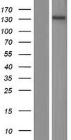 PLEKHA6 Protein - Western validation with an anti-DDK antibody * L: Control HEK293 lysate R: Over-expression lysate