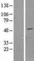 PLEKHA8 Protein - Western validation with an anti-DDK antibody * L: Control HEK293 lysate R: Over-expression lysate