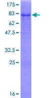 PLEKHA8 Protein - 12.5% SDS-PAGE of human PLEKHA8 stained with Coomassie Blue