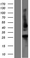 PLEKHB1 Protein - Western validation with an anti-DDK antibody * L: Control HEK293 lysate R: Over-expression lysate