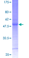 PLEKHB1 Protein - 12.5% SDS-PAGE of human PLEKHB1 stained with Coomassie Blue