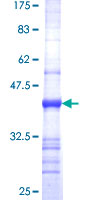 PLEKHB1 Protein - 12.5% SDS-PAGE Stained with Coomassie Blue.