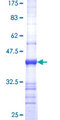 PLEKHB1 Protein - 12.5% SDS-PAGE Stained with Coomassie Blue.